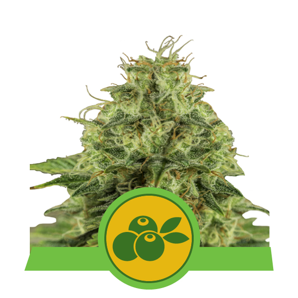 Haze Berry feminisierte automatic Cannabis Seeds im Hanf Box Shop Automat Frastanz kaufen.