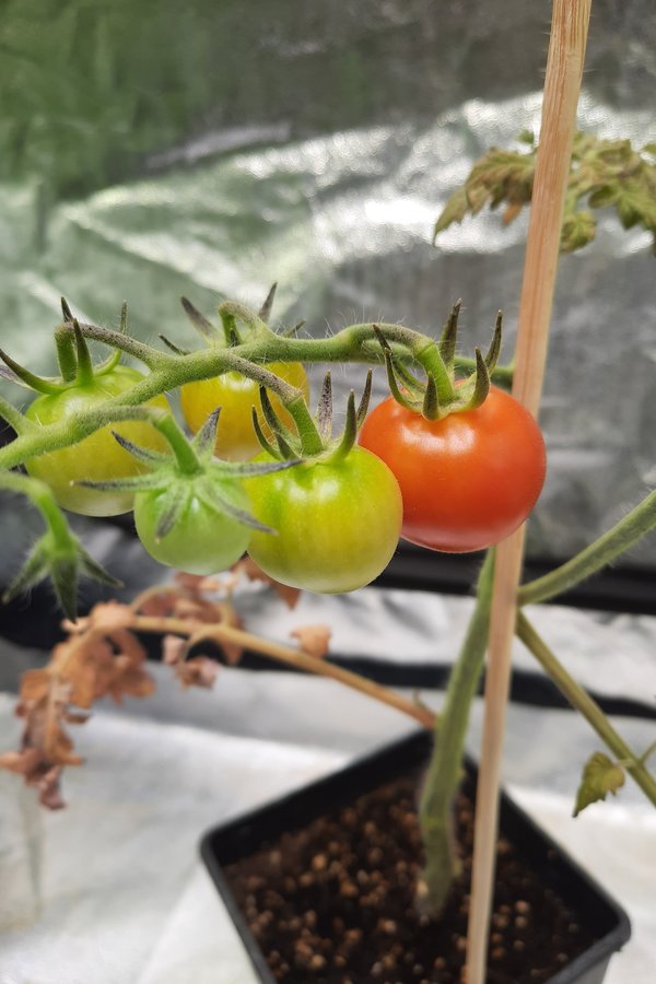 rote Tomate bei überdüngter Pflanze