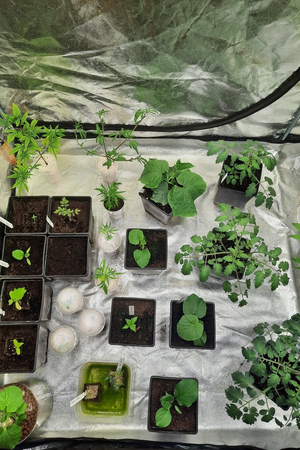 ertragreiches Gemüse Anbau Zelt für die Wohnung