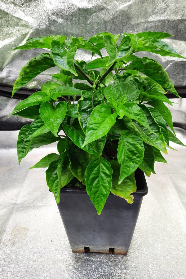 Schöne saftige grüne Habanero Indoor Pflanze