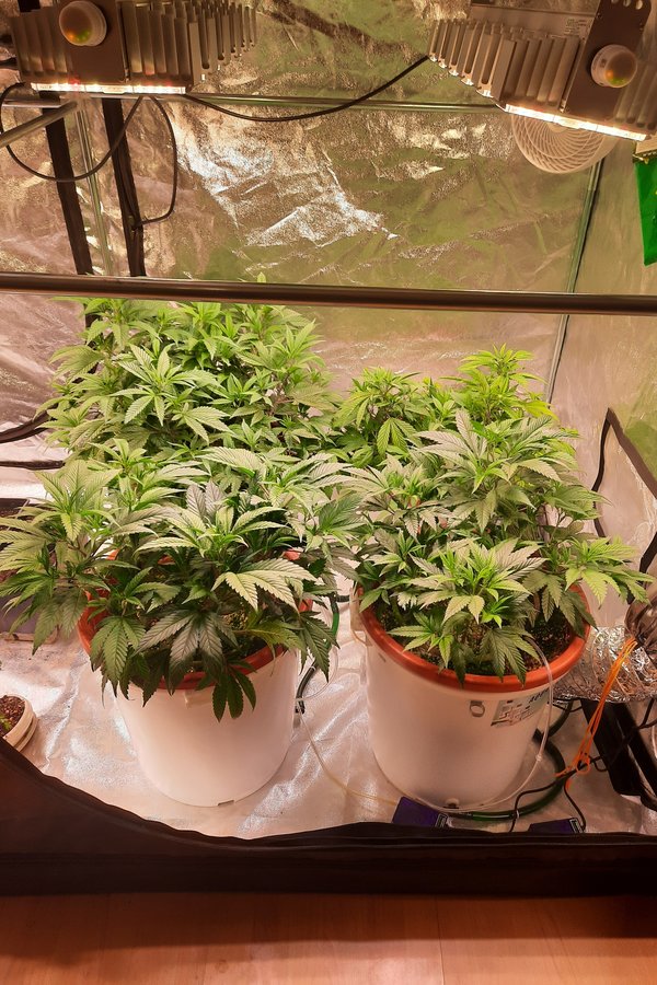 Hydro Grow Cannabis Blog