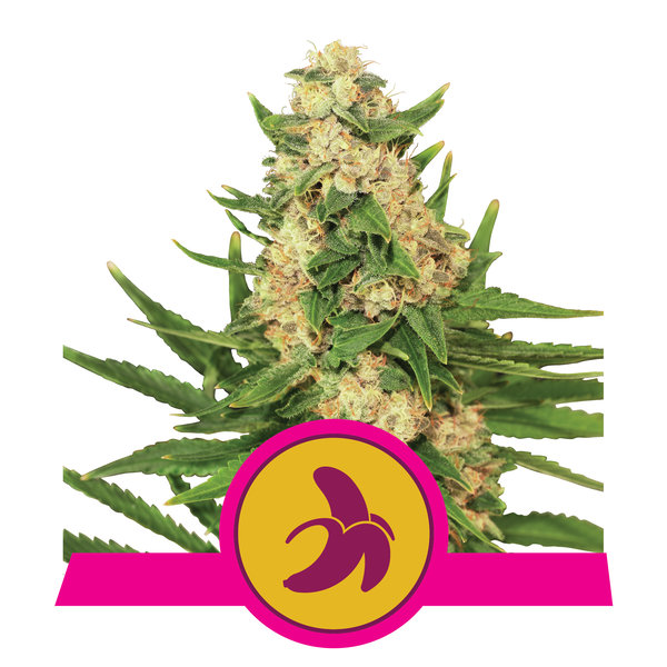 Fat Banana feminisierte Cannabis Seeds im Hanf Box Shop Automat Frastanz kaufen.