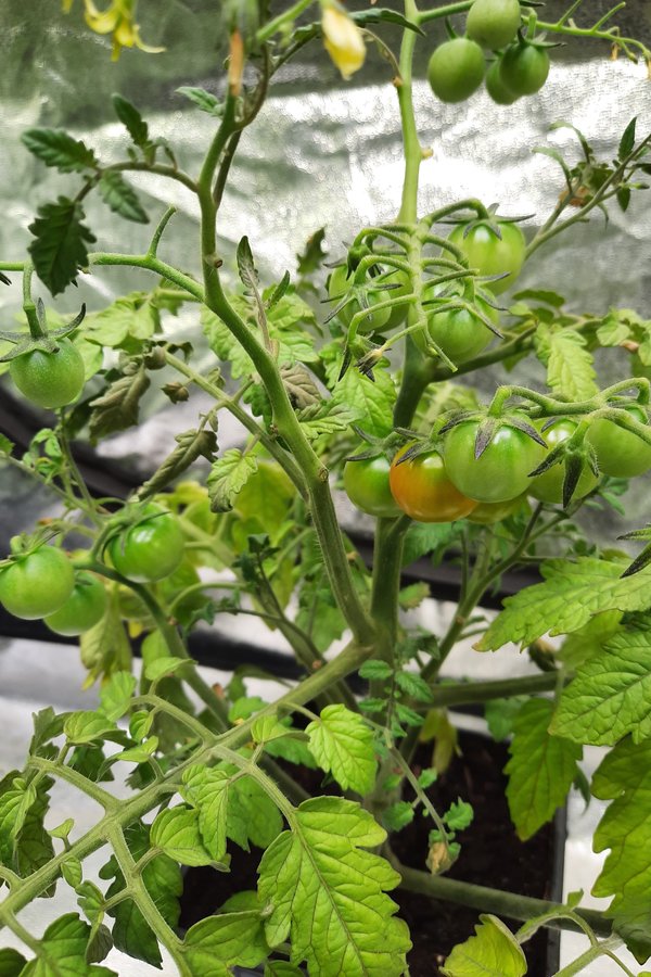 In unserem Indoor Gemüseanbau sind viele reifende Tomaten.