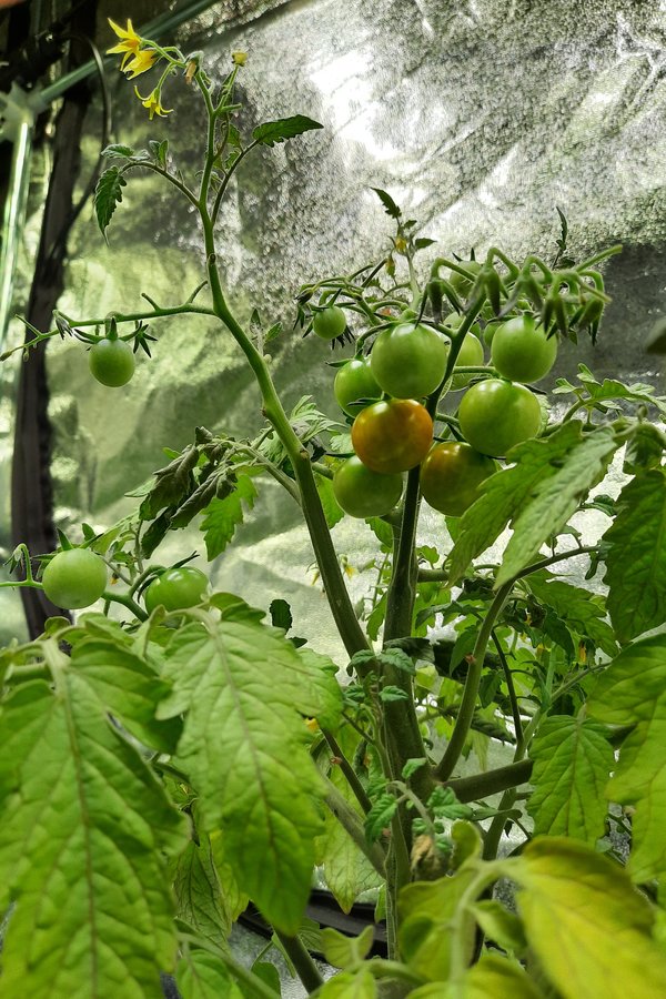 Grüne Tomaten Früchte in unserem Indoor Gemüseanbau