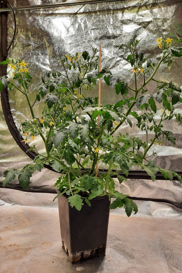Gesunde Indoor Tomaten Pflanze