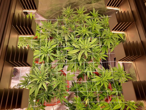 Cannabis grow mit der Q6W von Sanlight