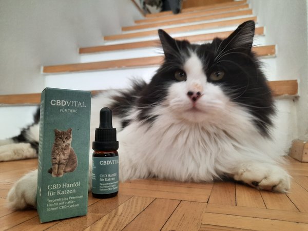 high quality CBD Oil for Cats