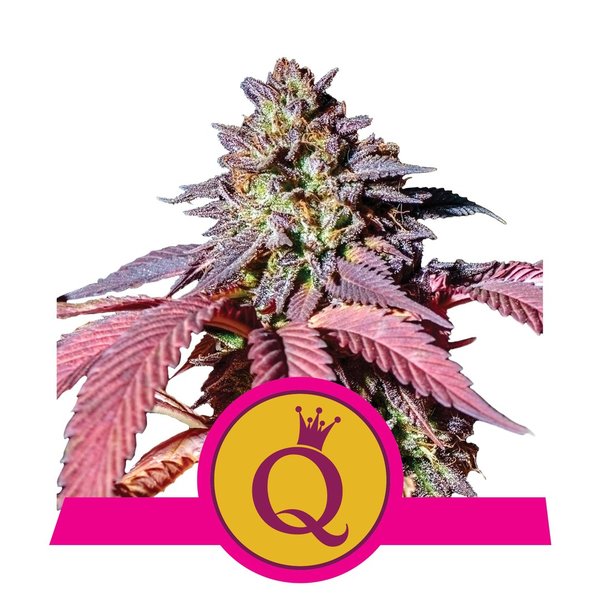 Purple Queen - feminised - Royal Queen Seeds