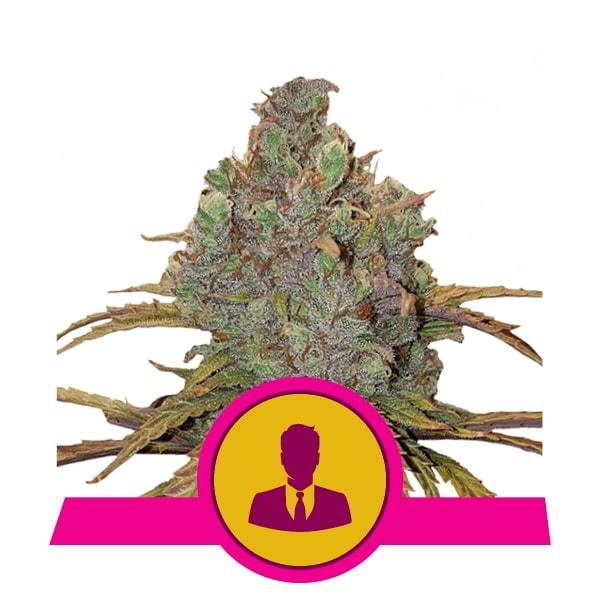 El Patron, FEM - Cannabis Seeds - Royal Queen Seeds