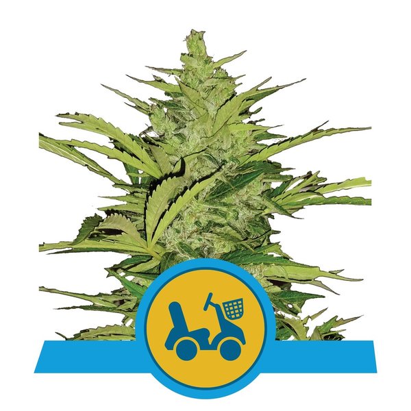 ROYAL QUEEN SEEDS, Fast Eddy Automatic 3er
