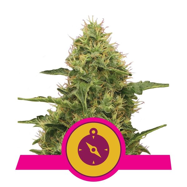 Northern Light feminized - Royal Queen Seeds