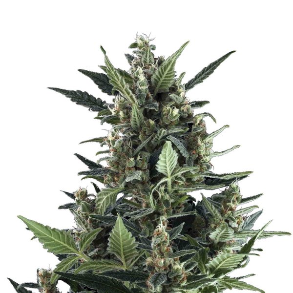Blue Cheese, Automatic - 3er - Royal Queen Seeds