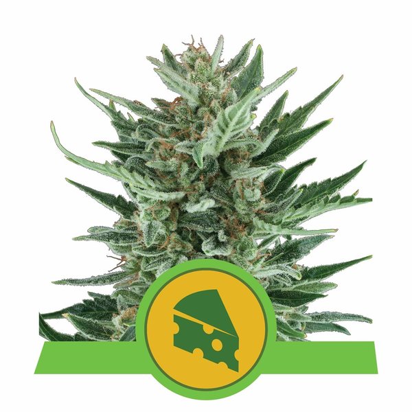 Royal Cheese - Automatic cannabis seeds - Royal Queen Seeds