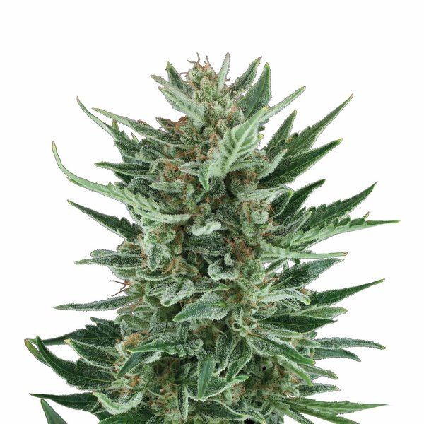 Royal Cheese, Automatic - 3er - Royal Queen Seeds