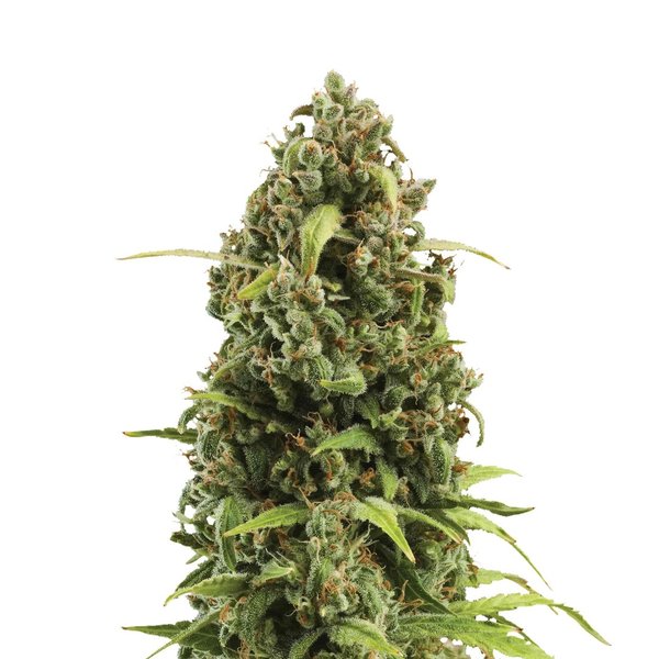 Diesel, Automatic - 3er - Royal Queen Seeds