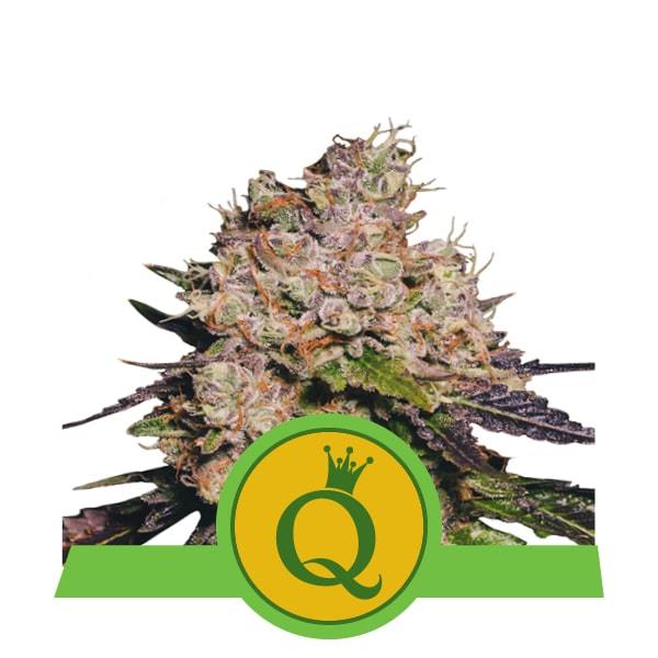 Purple Queen - automatic - Royal Queen Seed