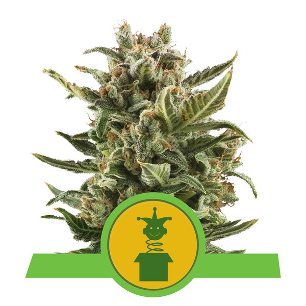 Royal Jack, Automatic - 3er - Royal Queen Seeds