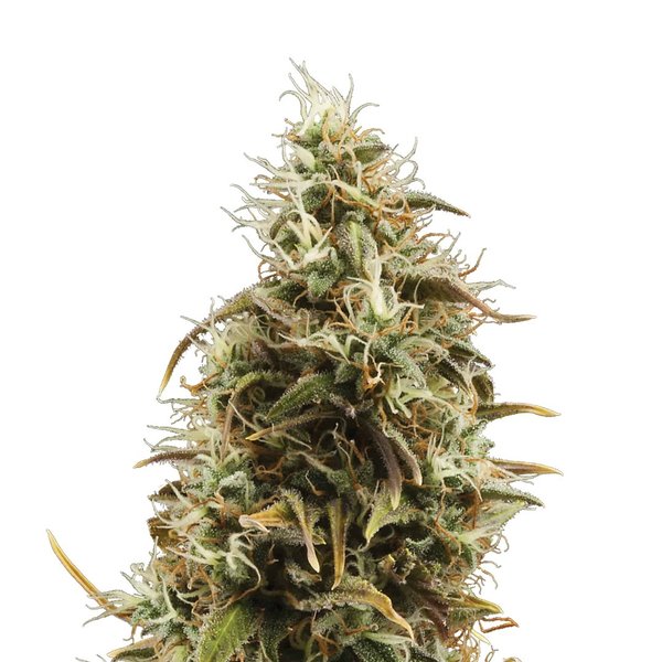 Royal Jack, Automatic - 3er - Royal Queen Seeds