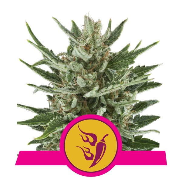 Speedy Chile (Fast Flowering) - Cannabis seeds feminized - Royal Queen Seeds