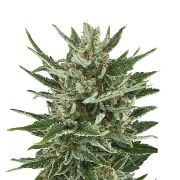 Speedy Chile (Fast Flowering) - Cannabis seeds feminized - Royal Queen Seeds