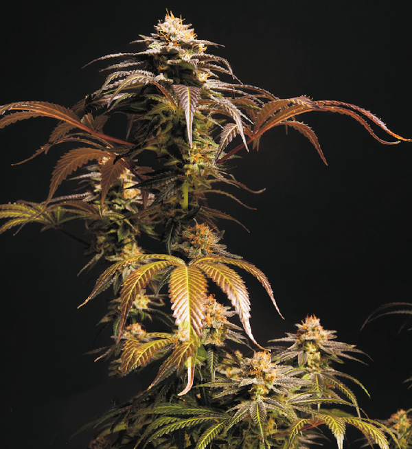 Automatic Blacknova-X cannabis seeds - COSMICROOTZ