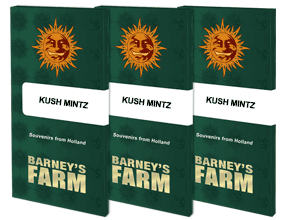 Kush Mintz - feminisierte Hanfsamen - Barney's Farm