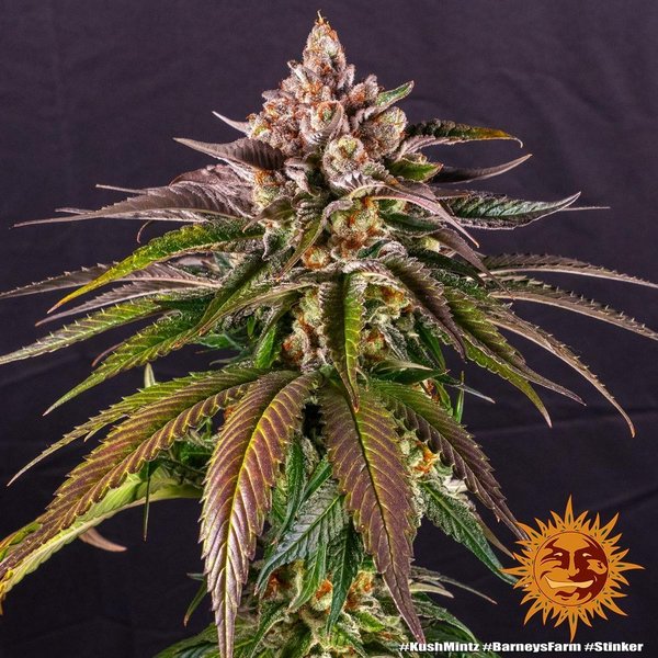 Kush Mintz - Feminized cannabis seeds - Barney's Farm