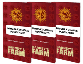 Mimosa x Orange Punch - Auto Hanfsamen - Barney's Farm