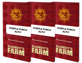 Purple Punch - Auto Hanfsamen - Barney's Farm