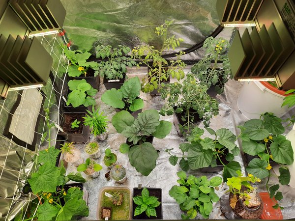 Indoor Gemüseanbau Blog