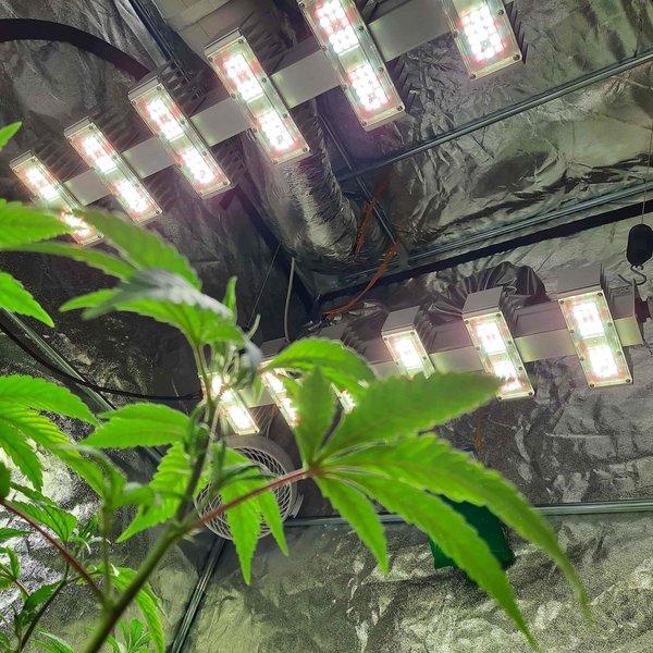Indoor Grow LED Leuchten